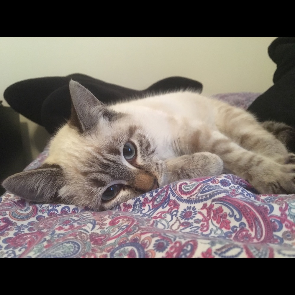 Meet your Posher, Anna